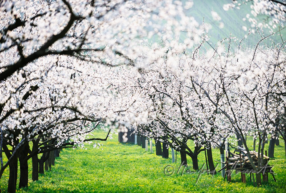 blooming apricot trees in the apricot orchard