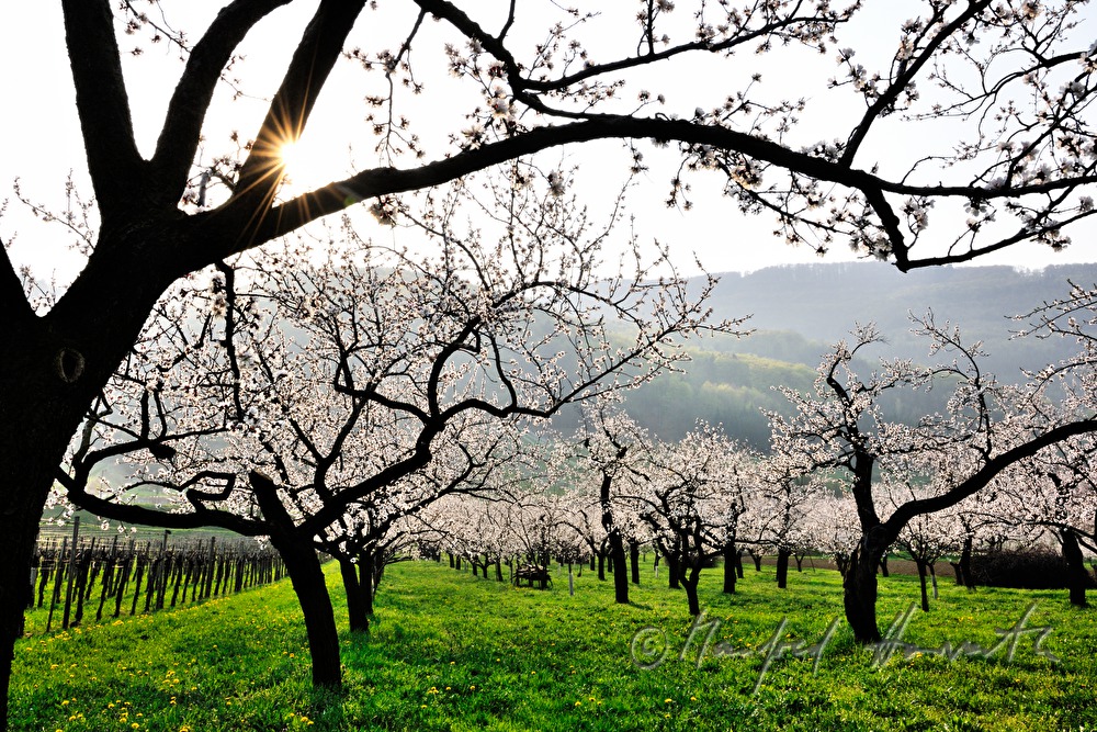 blooming apricot trees in the apricot orchard