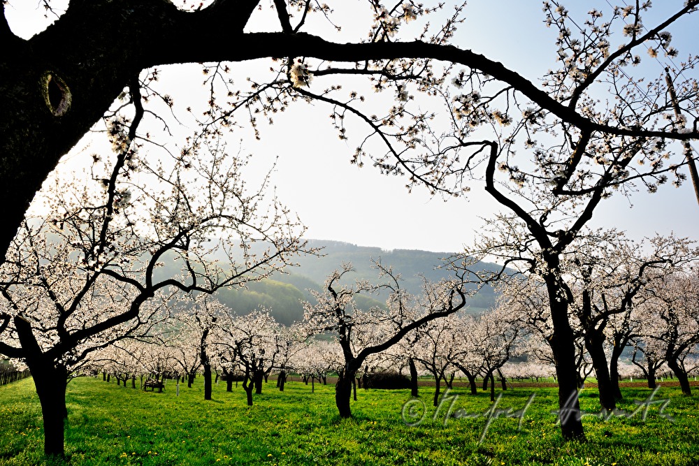 blooming apricot trees in the apricot orchard