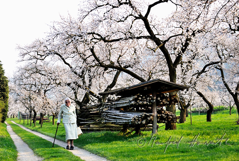 blooming apricot trees and stroller in the apricot orchard