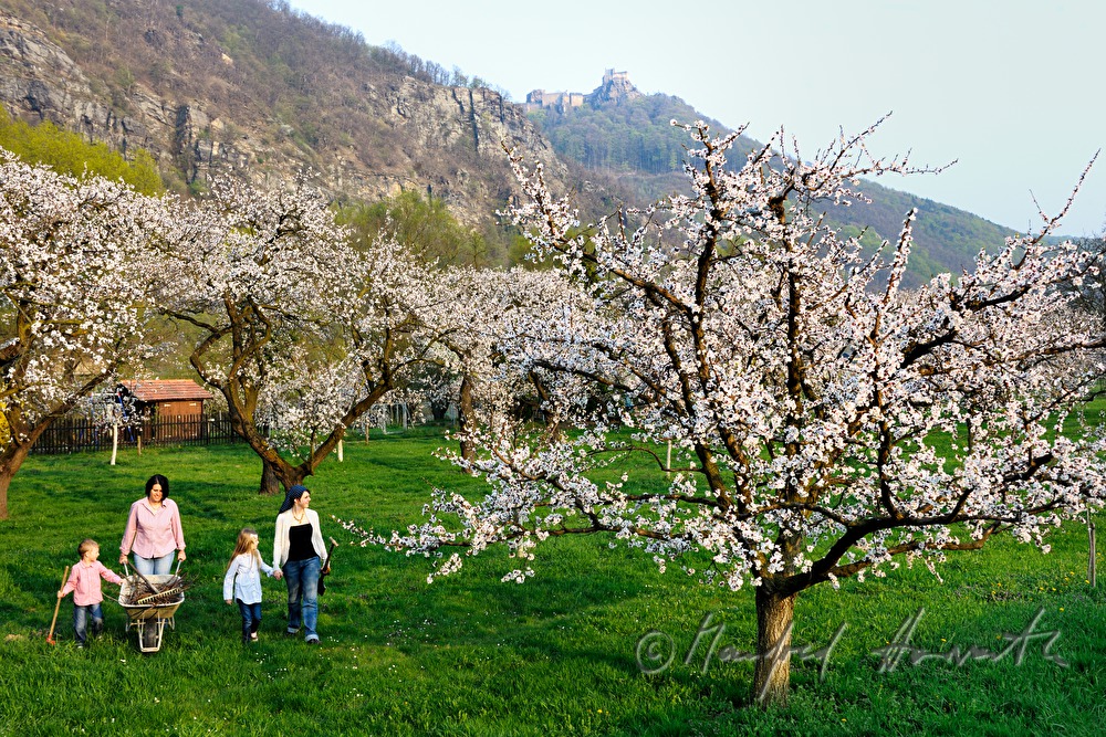 family at work in the blooming apricot orchard
