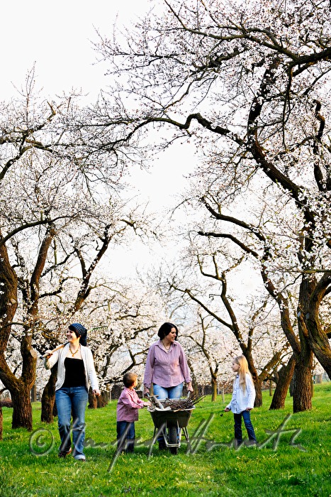 family at work in the blooming apricot orchard