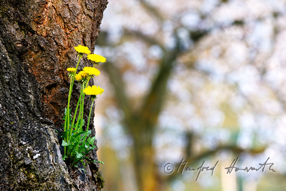 dandelion sprouts from the branch fork of an apricot tree