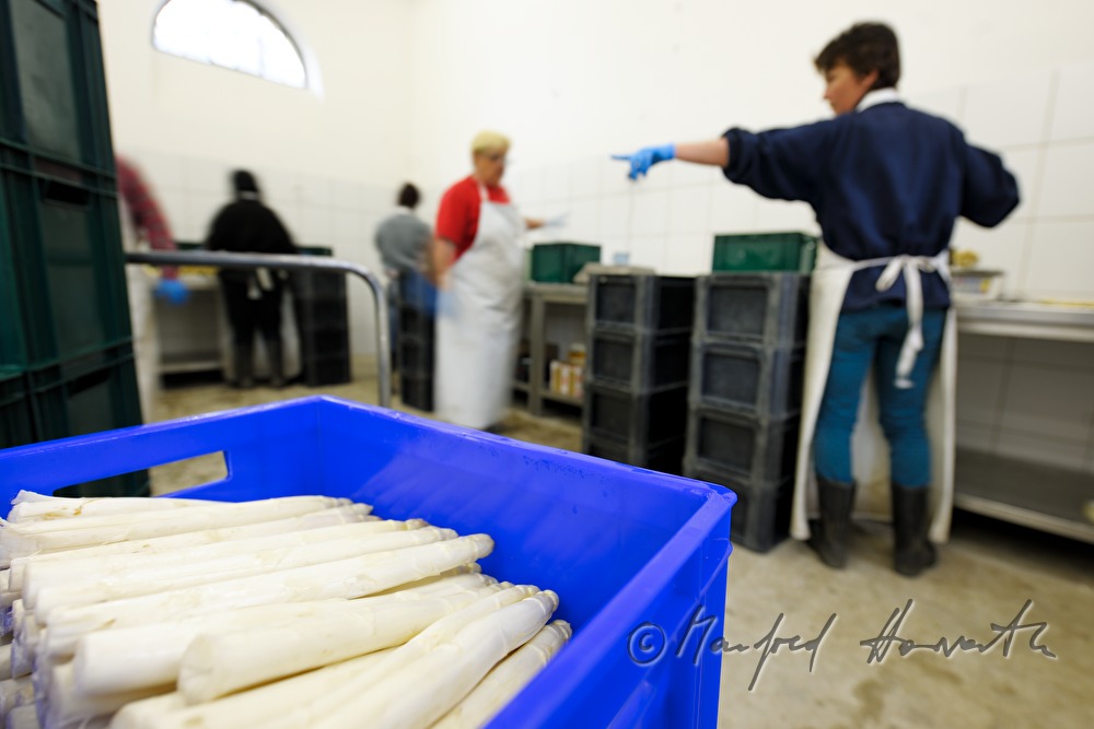 women washing bio asparagus at the farm