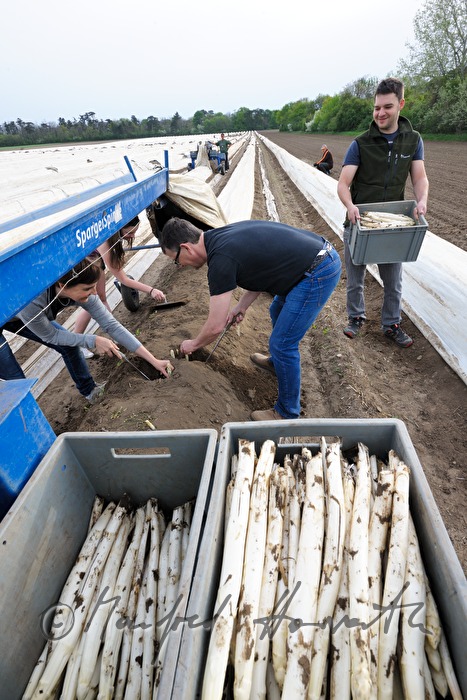 boxes with bio asparagus at the harvest