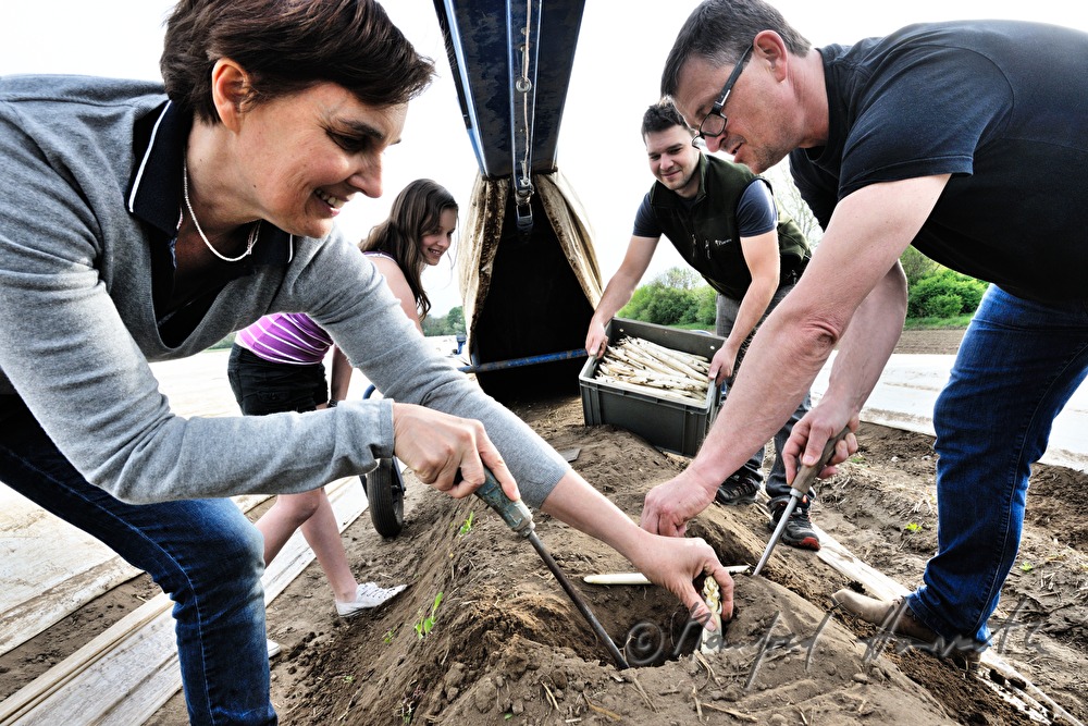 harvesting bio asparagus in spring