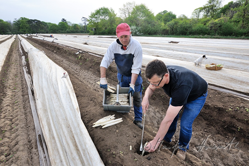 harvesting bio asparagus in spring
