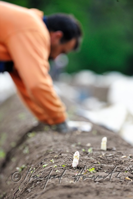 harvesting bio asparagus in spring