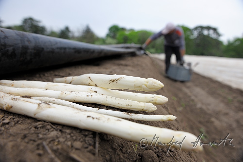 harvesting bio asparagus in spring