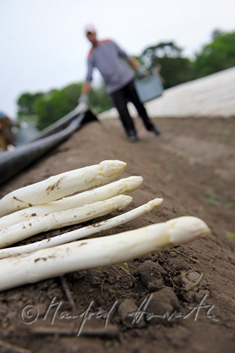 harvesting bio asparagus in spring