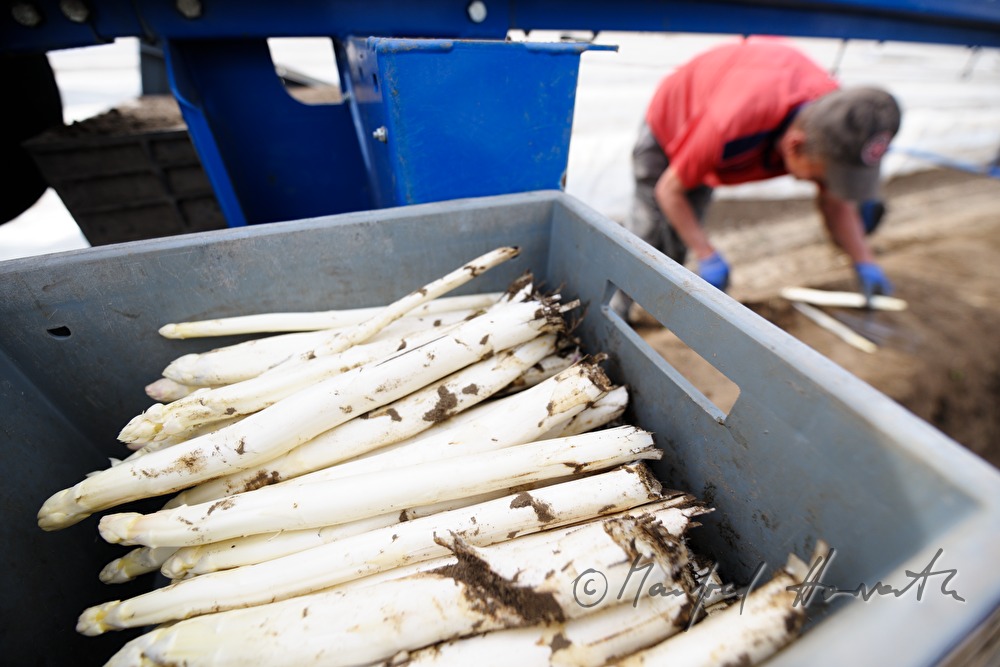 harvesting bio asparagus in spring
