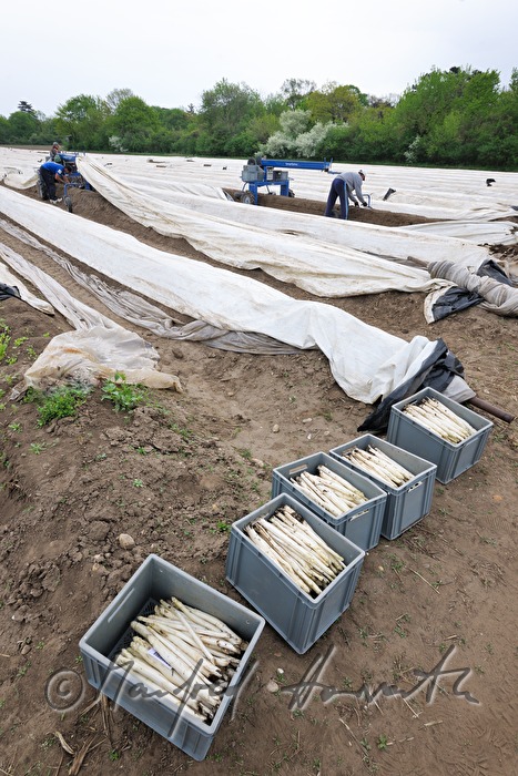 boxes with bio asparagus at the harvest