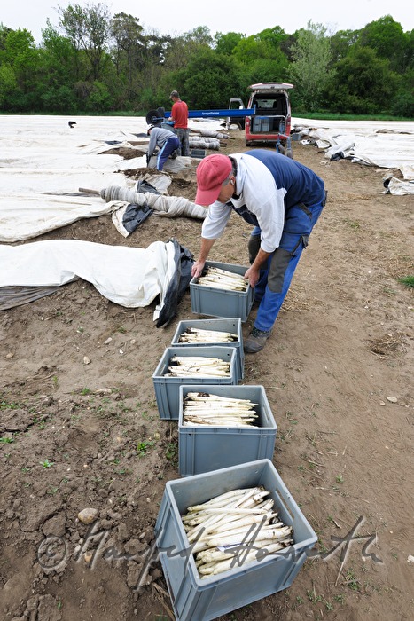 boxes with bio asparagus at the harvest