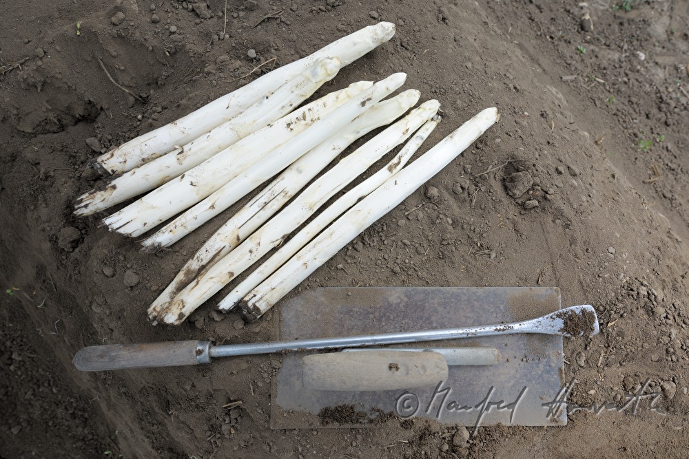 harvesting bio asparagus in spring