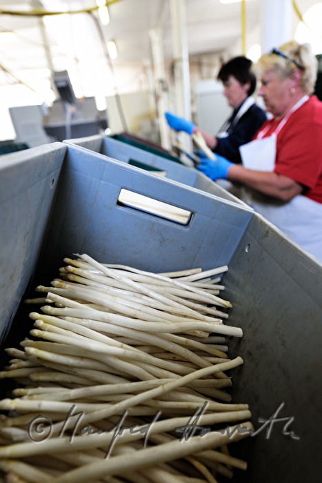 women washing bio asparagus at the farm