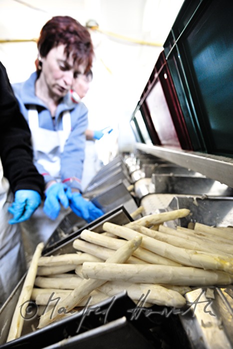 women washing bio asparagus at the farm