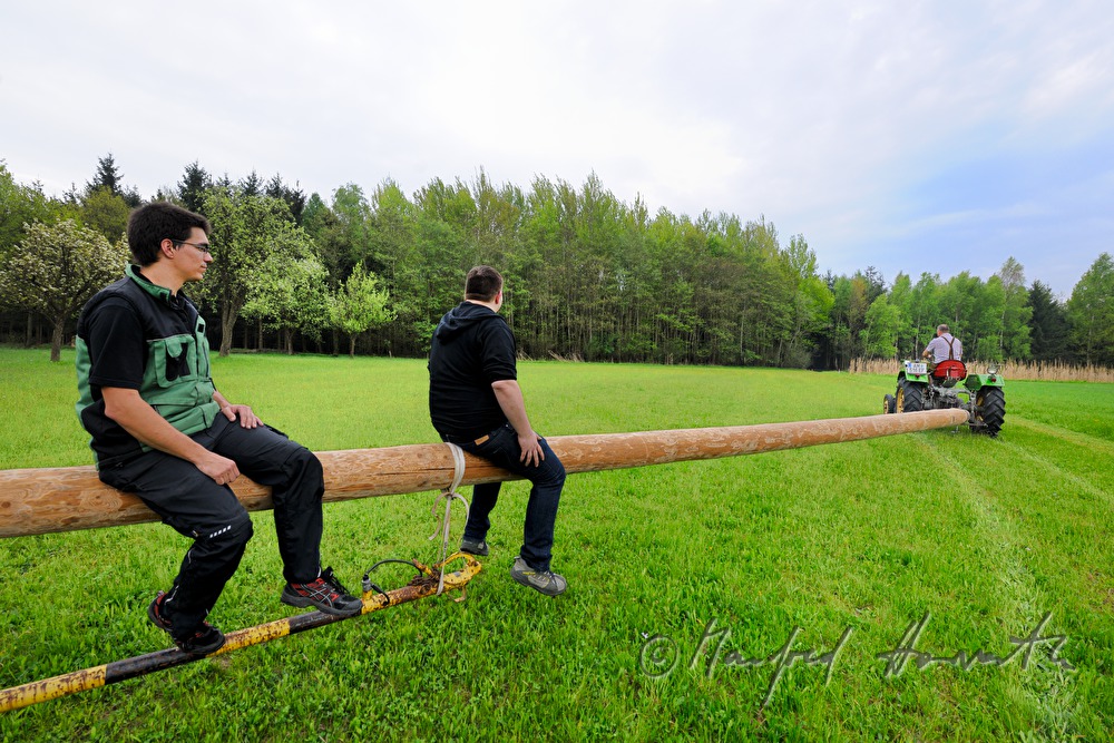transport of the maypole to the village