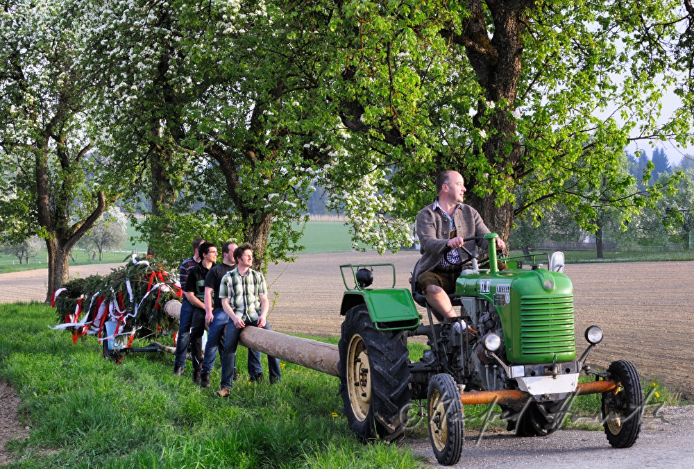 transport of the maypole to the village