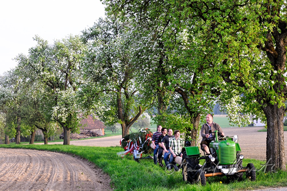 transport of the maypole to the village