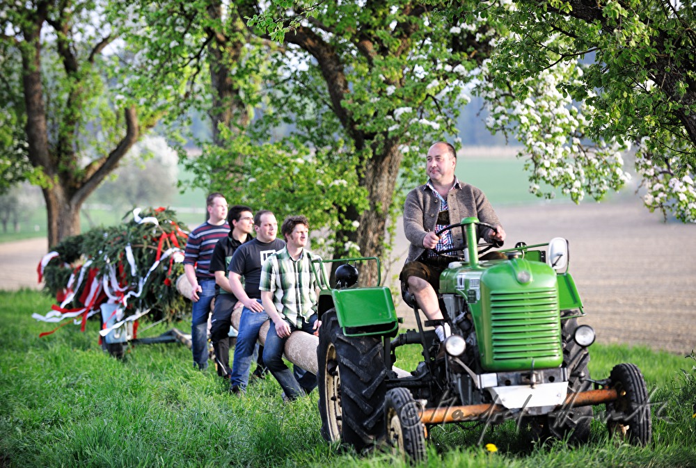 transport of the maypole to the village