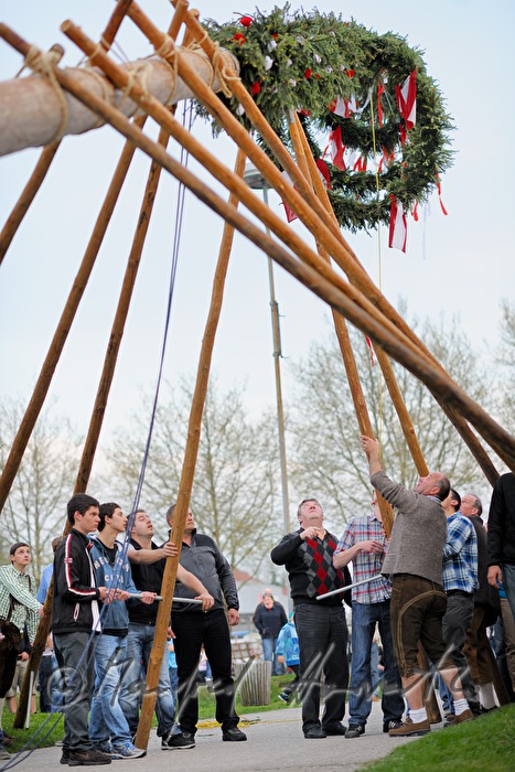 erecting the maypole on the 1st May