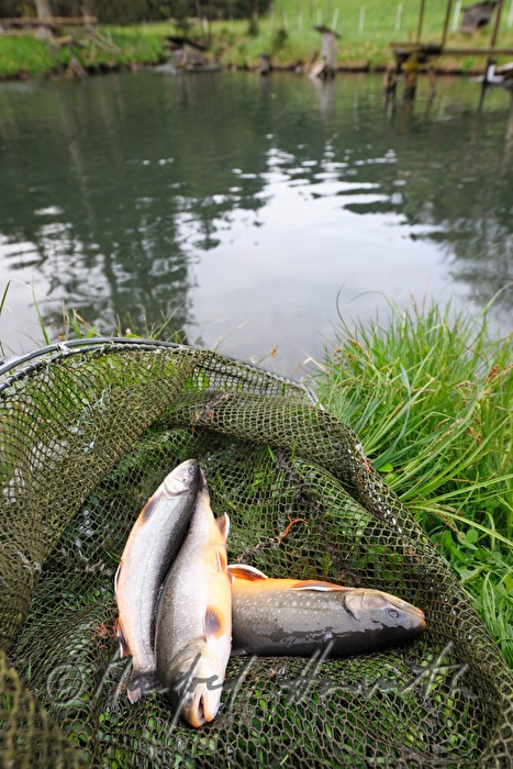 a fisherman is catching chars with a casher