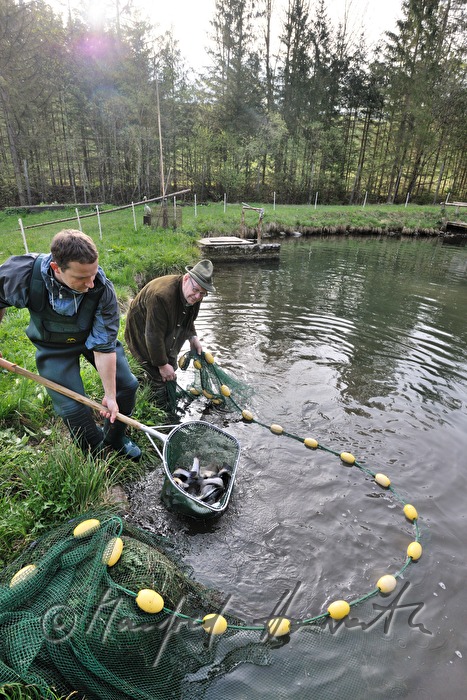 a fisherman is catching trouts with a casher