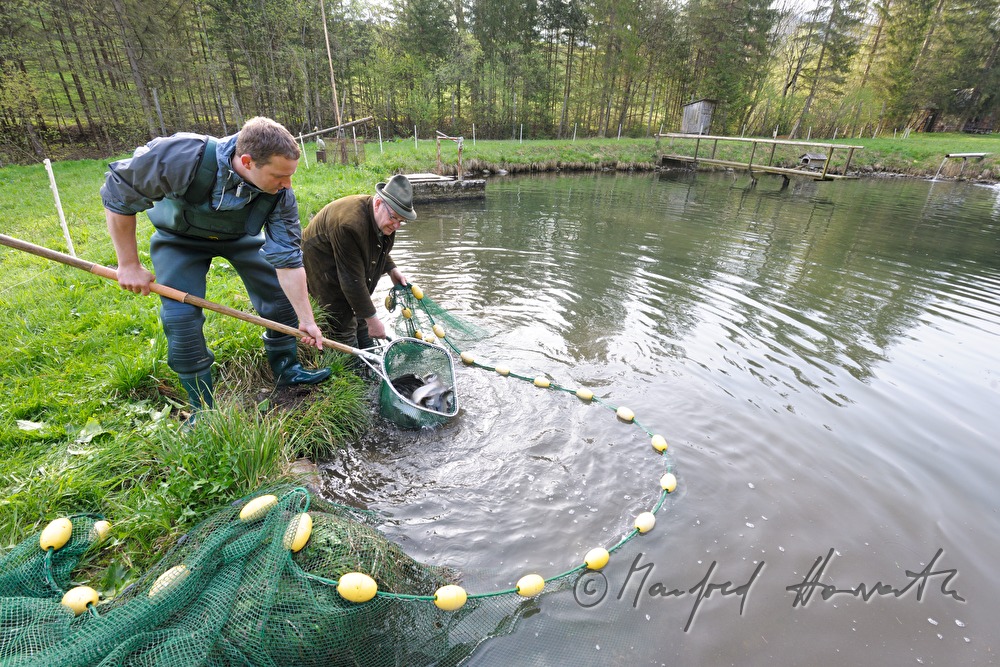 a fisherman is catching trouts with a casher
