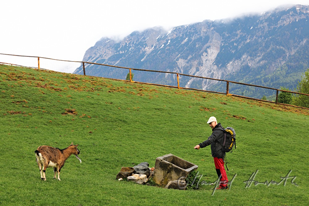 mountaineer with goat on the meadow