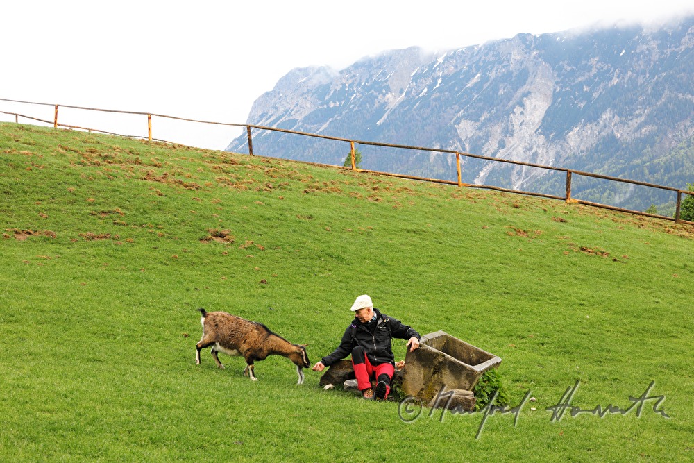 mountaineer with goat on the meadow
