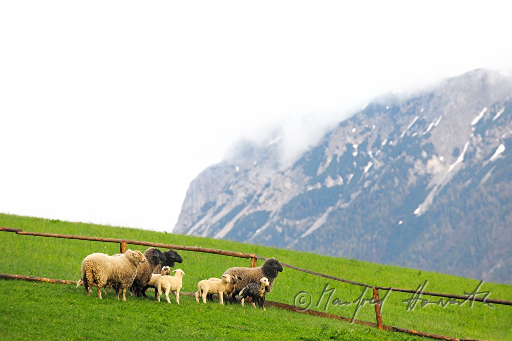 sheep on the meadow near a fence