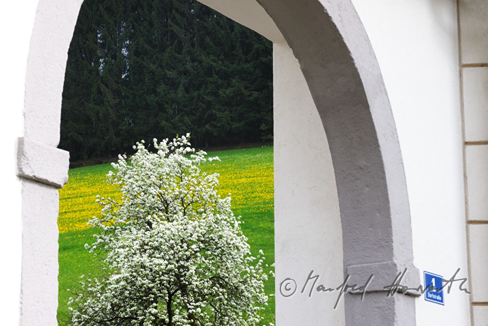 blooming pear tree and arch of a building