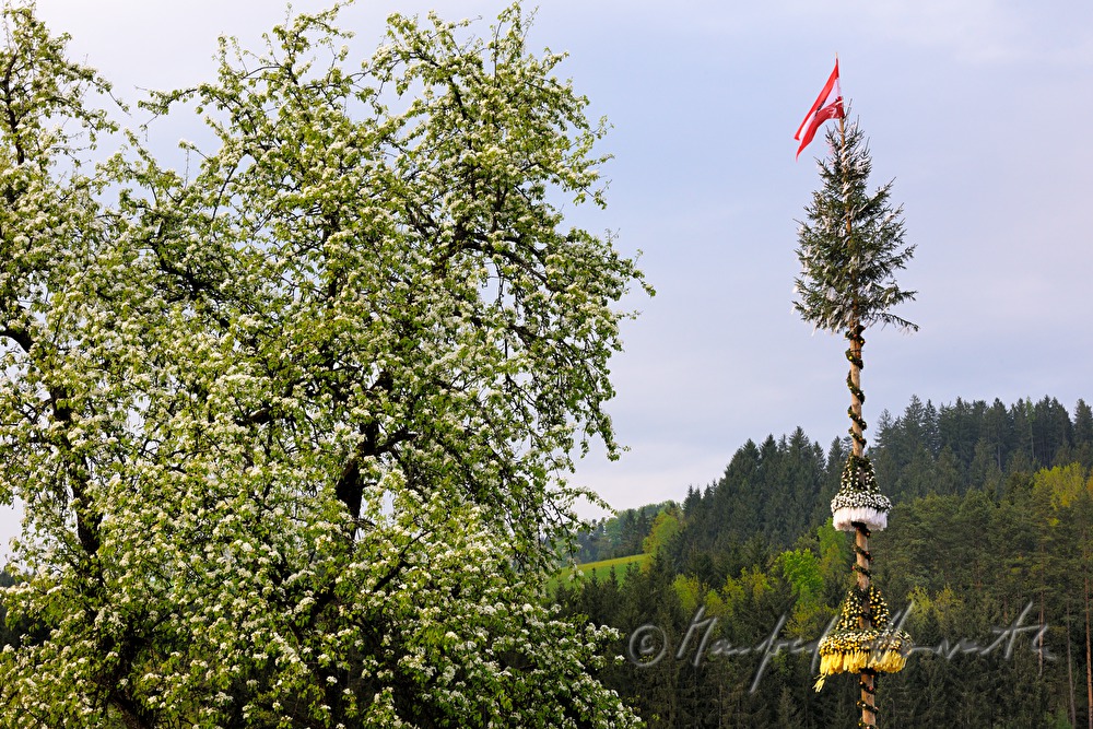 maipole and blooming pear tree