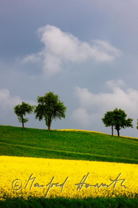 rape field and apple trees near Haag