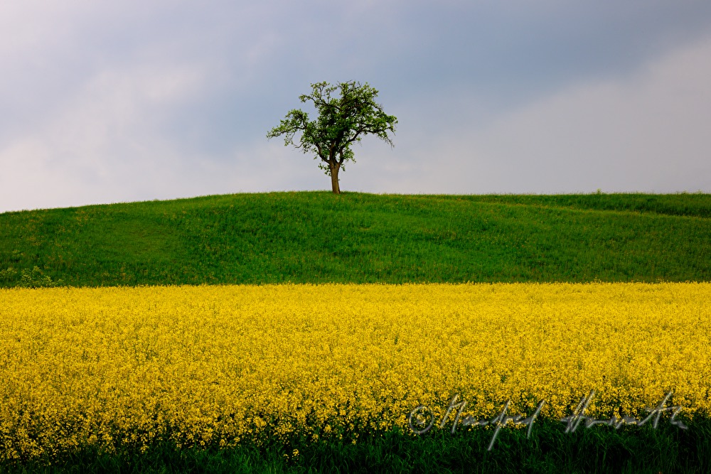 rape field and apple tree near Haag
