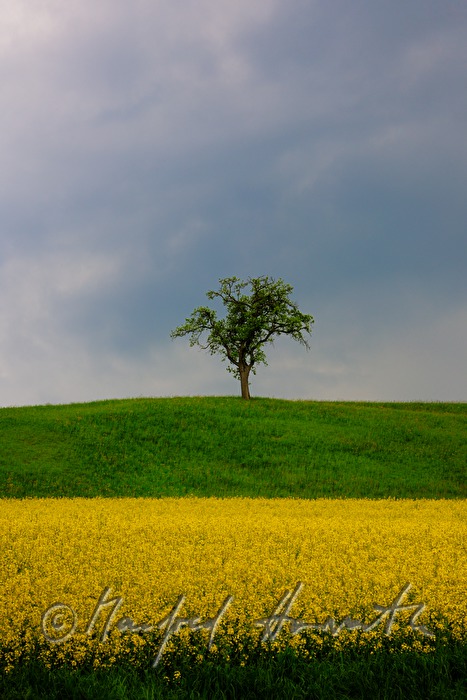 rape field and apple tree near Haag