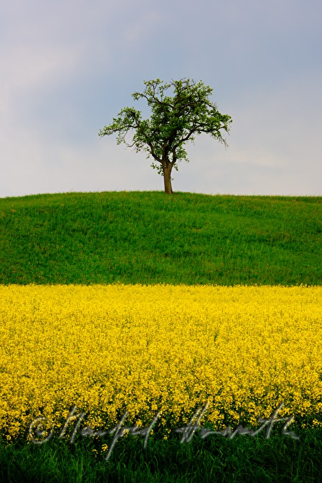 rape field and apple tree near Haag