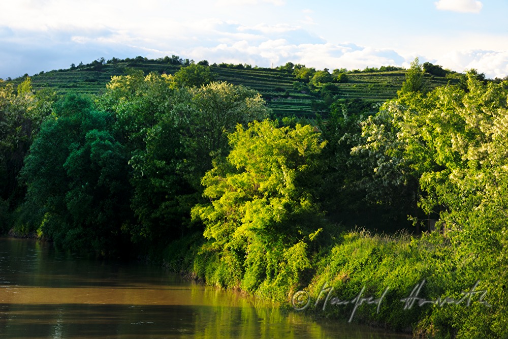 wine growing around Schoenberg