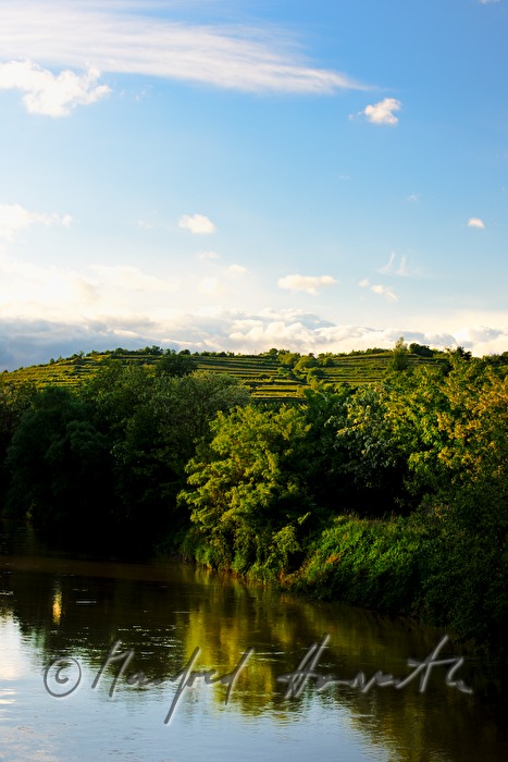 wine growing around Schoenberg