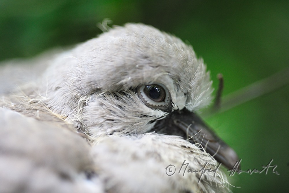 a young cockoo sitting in a bush