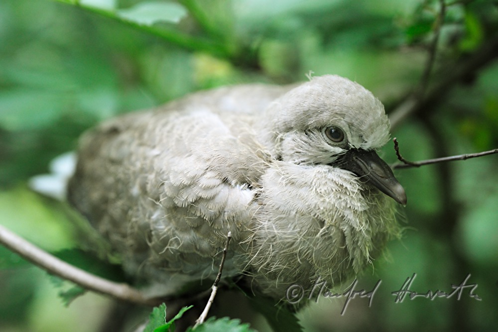 a young cockoo sitting in a bush