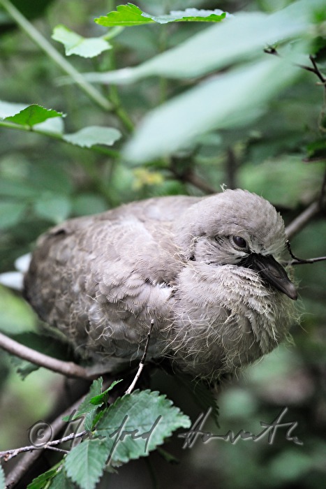 a young cockoo sitting in a bush