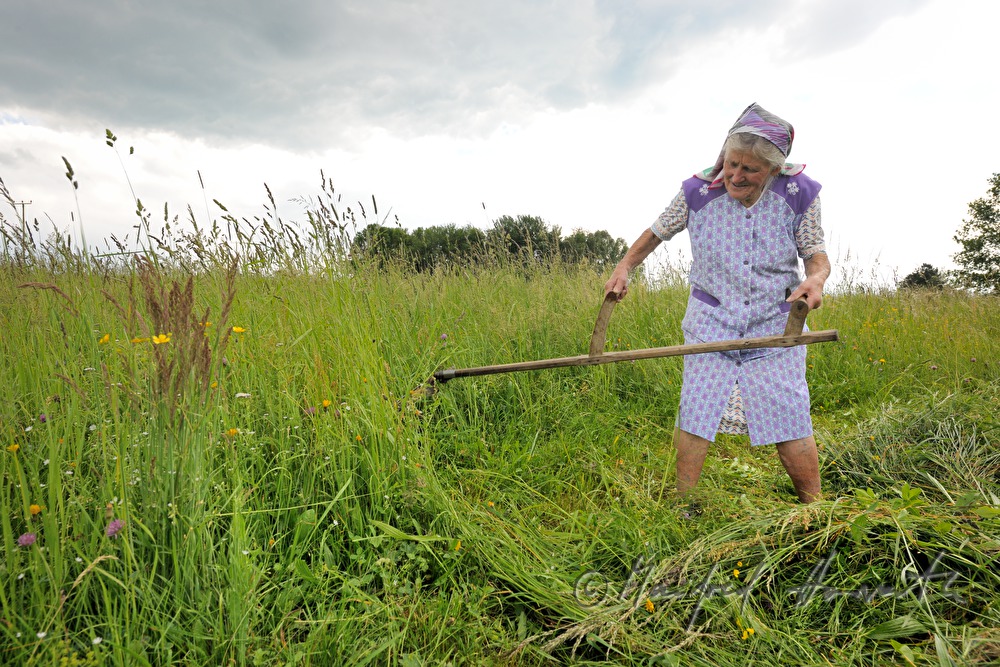 farmers wife mowing grass for the cows