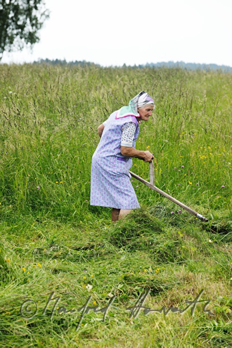 farmers wife mowing grass for the cows