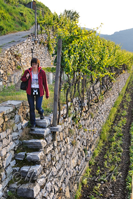 hiker strolls through the vineyard