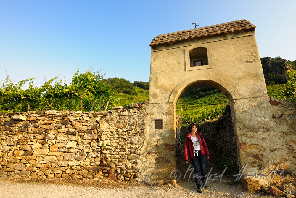 hiker strolls through the vineyard