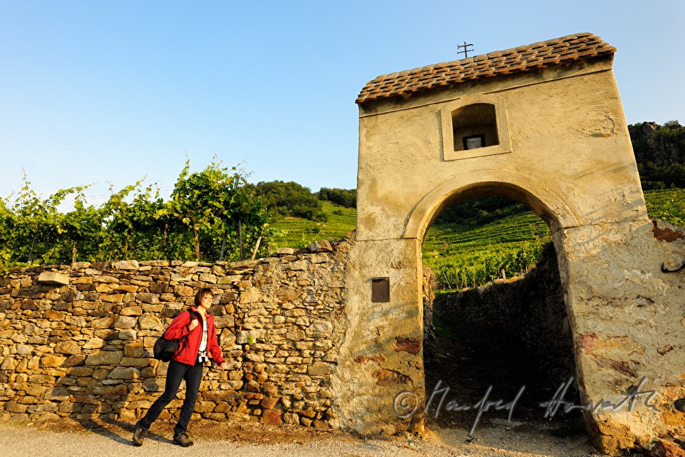 wanderer and old gate at vineyard 