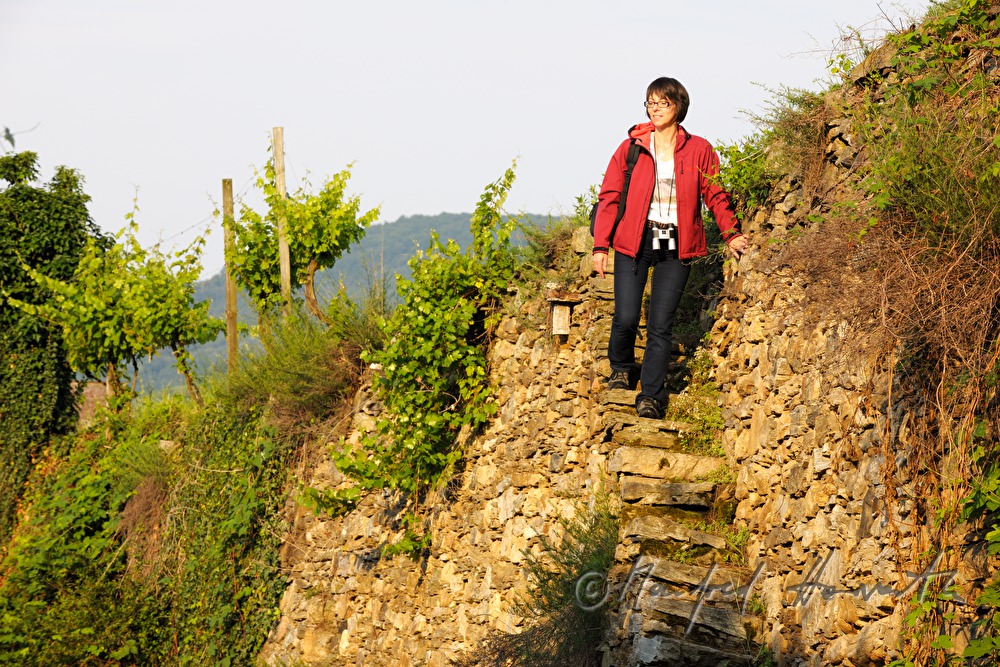 hiker strolls through the vineyard