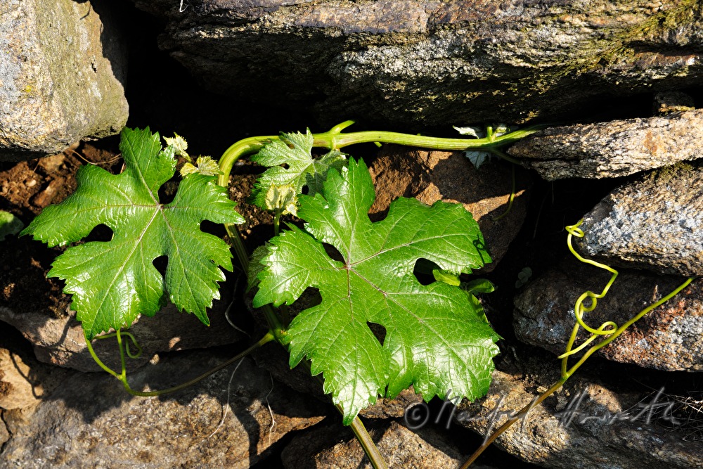 dry stone wall and a grapevine leaf
