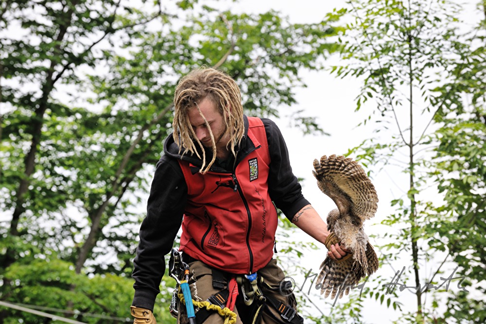 rescue of a joung flightless barn owl in the nature park